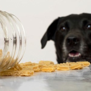 The perfect homemade high-value dog treats for training. Easy, inexpensive, and irresistible to dogs. Your pup will do anything for these things. Also cat friendly–your cat would probably be willing to trip you for one. From BakingMischief.com