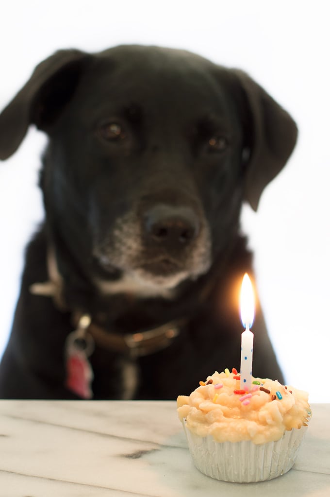 Dog birthday cupcake near 2024 me