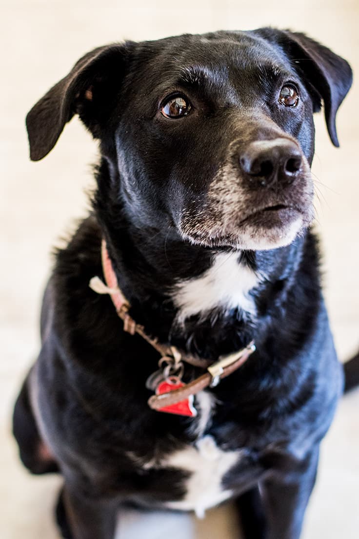 Ella would really like one of these Watermelon Frozen Dog Treats please.